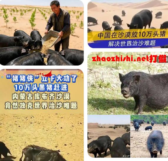 10万头黑猪让沙漠变绿洲 自媒体瞎编的谣言